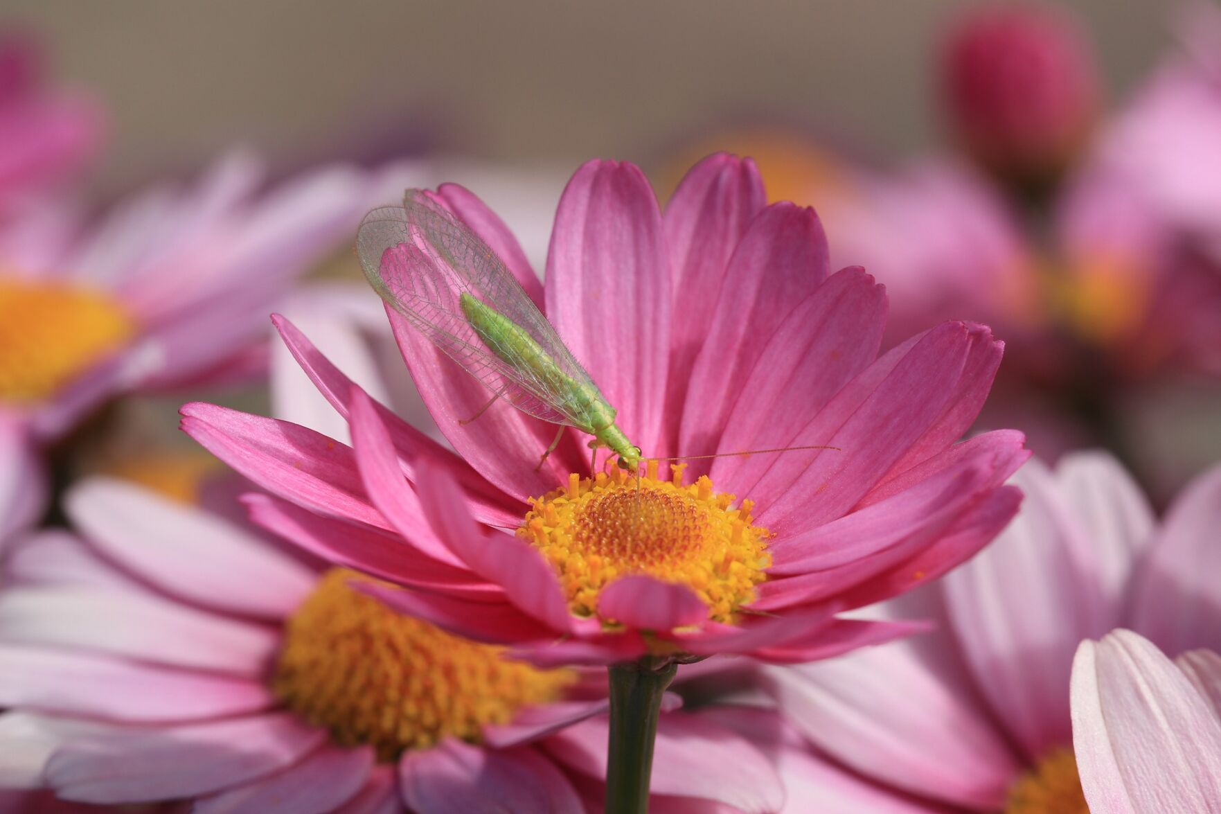 Green lacewings.jpg